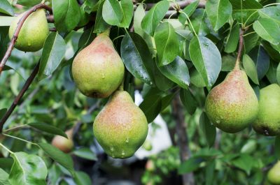Get Optimal Growth and Fruit Production!