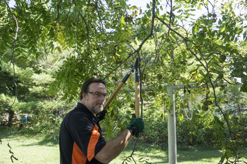 Contact About Pear Tree Pruning