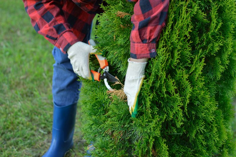 Pear Tree Pruning Cost — Cost of Pear Tree Pruning