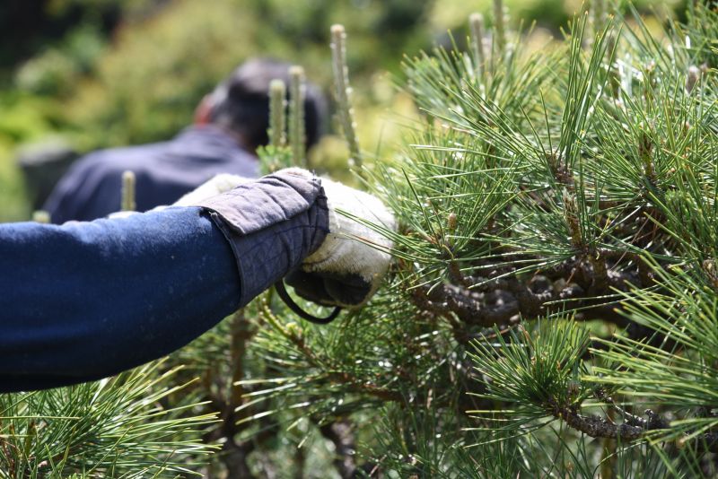 Pear Tree Pruning Cost — Cost of Pear Tree Pruning