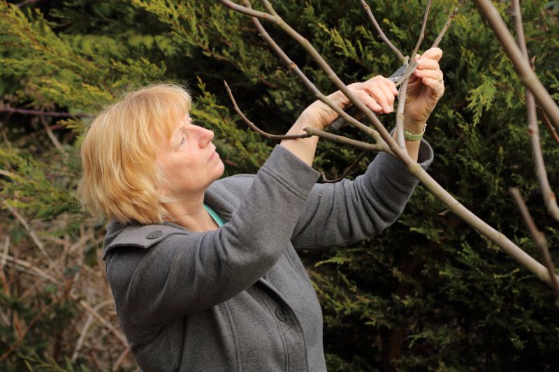 Pear Tree Pruning Cost — Cost of Pear Tree Pruning